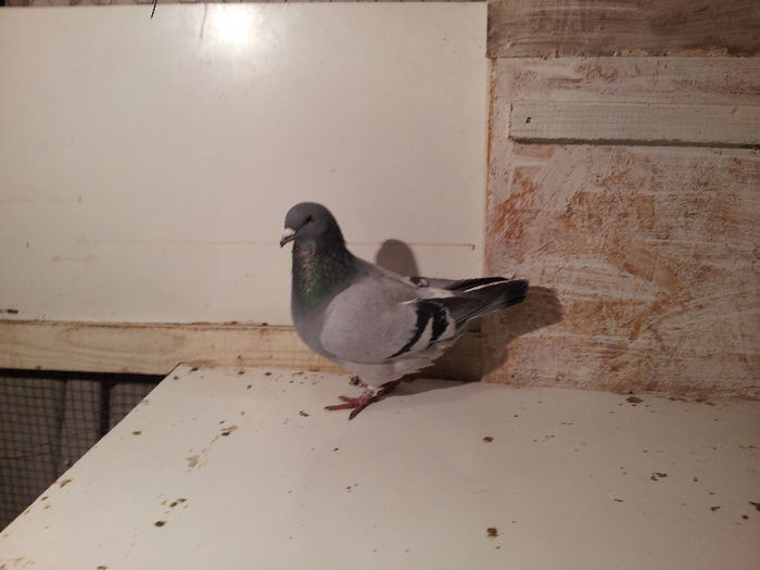 20130214_182940 - Voiajori Standard