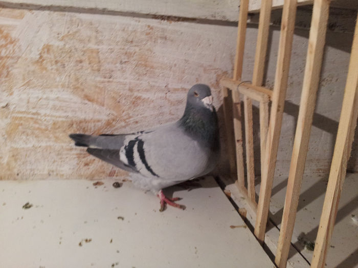 20130214_183212 - Voiajori Standard