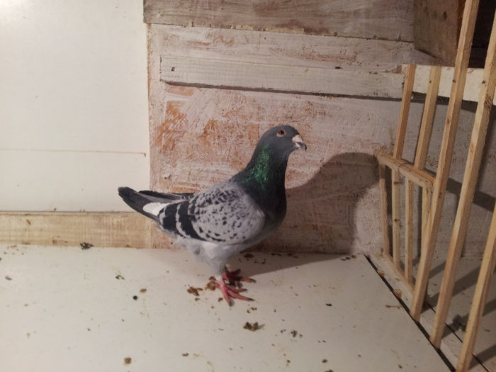 20130214_185207 - Voiajori Standard