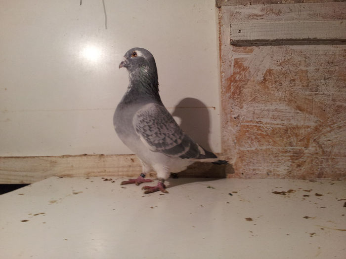 20130214_185324 - Voiajori Standard