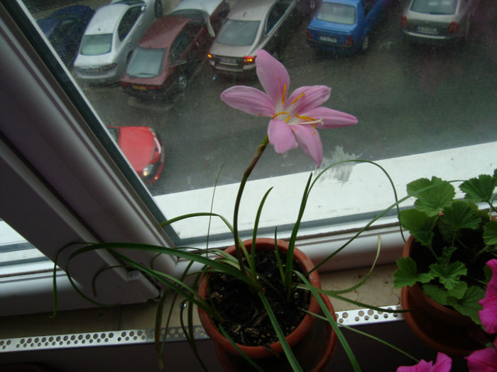 1 - Zephyranthes-brandusa de camera