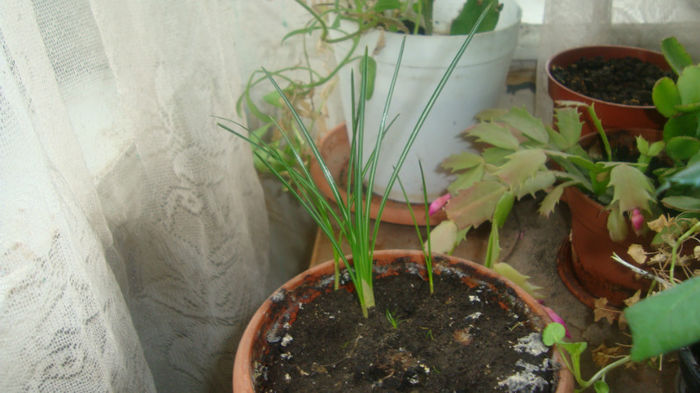 SURPRIZA-Brandusa - a crescut din pamant din iarba verde - Flori de primavara