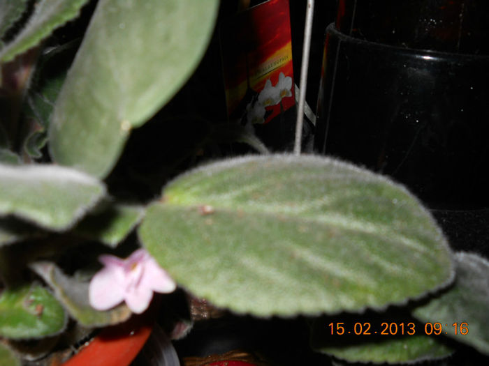 15.02.2013 002 - FEBRUARIE 2013
