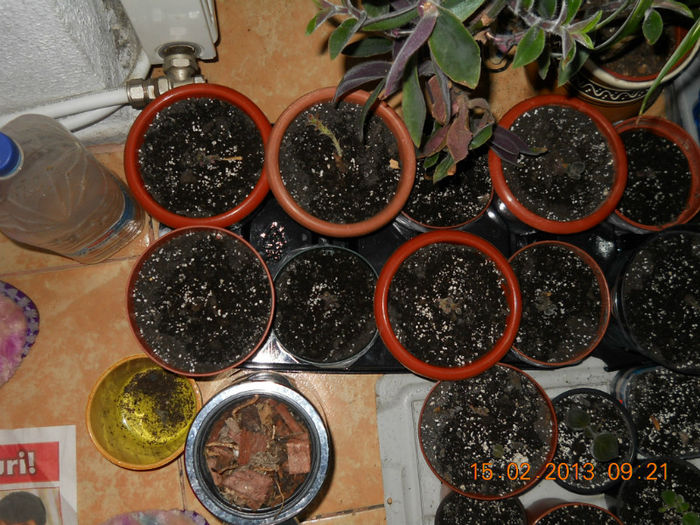 15.02.2013 019 - FEBRUARIE 2013
