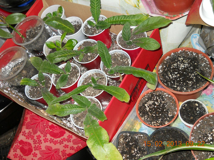15.02.2013 021 - FEBRUARIE 2013