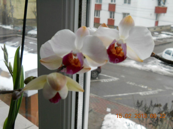 15.02.2013 023 - FEBRUARIE 2013