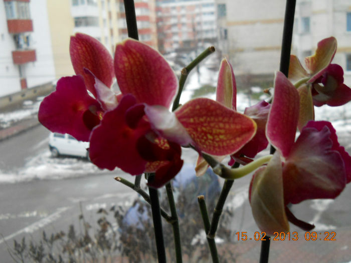 15.02.2013 024 - FEBRUARIE 2013