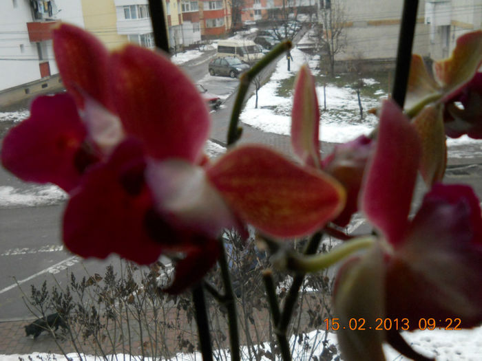 15.02.2013 025 - FEBRUARIE 2013