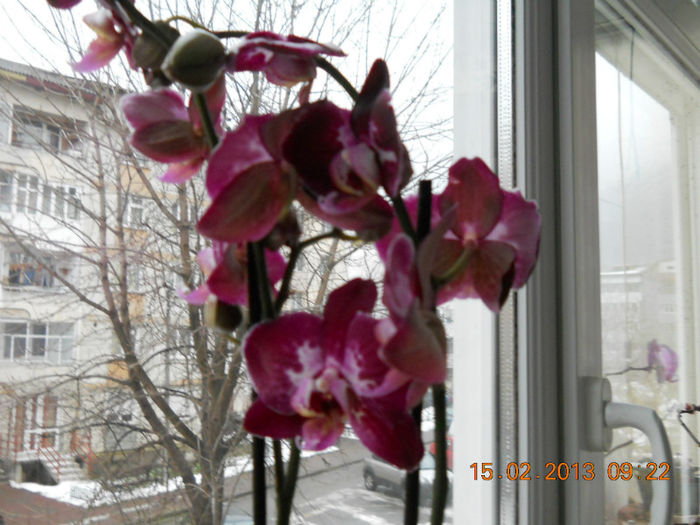 15.02.2013 026 - FEBRUARIE 2013