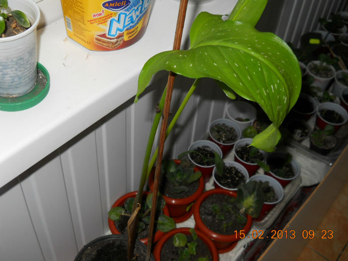 15.02.2013 028 - FEBRUARIE 2013