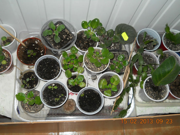15.02.2013 030 - FEBRUARIE 2013
