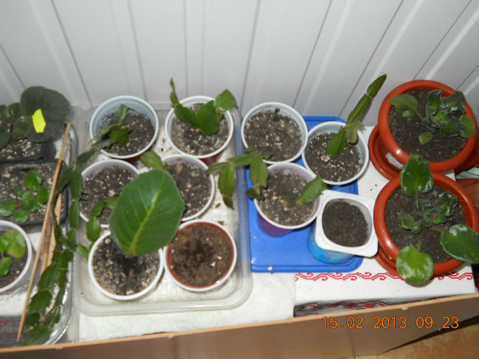 15.02.2013 031 - FEBRUARIE 2013