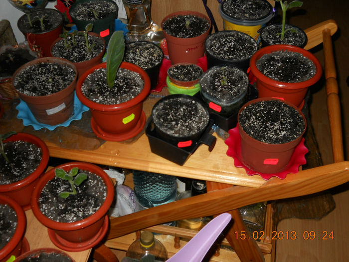 15.02.2013 034 - FEBRUARIE 2013