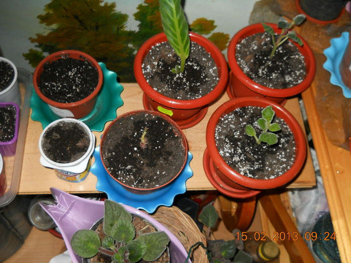 15.02.2013 036 - FEBRUARIE 2013