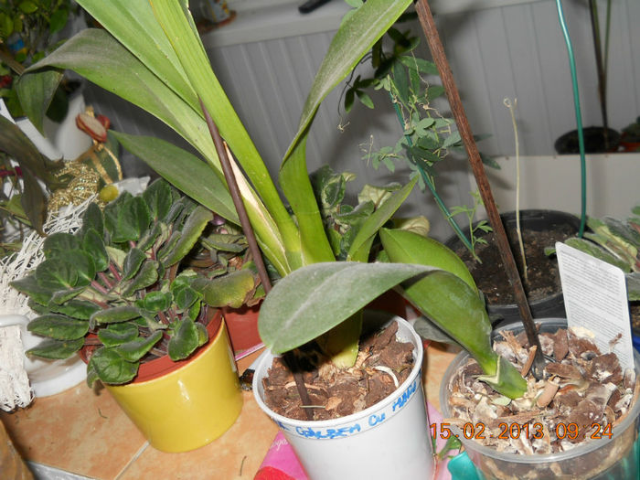 15.02.2013 041 - FEBRUARIE 2013
