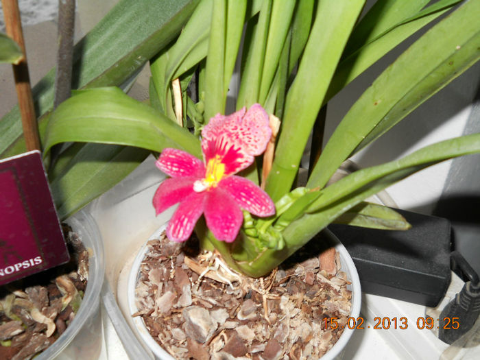 15.02.2013 043 - FEBRUARIE 2013