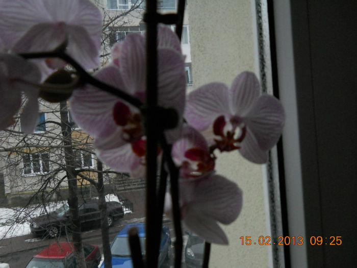 15.02.2013 044 - FEBRUARIE 2013