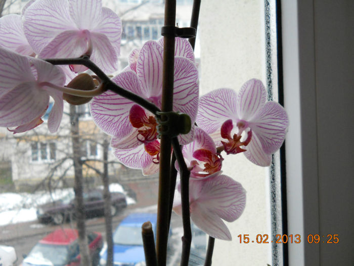 15.02.2013 045 - FEBRUARIE 2013