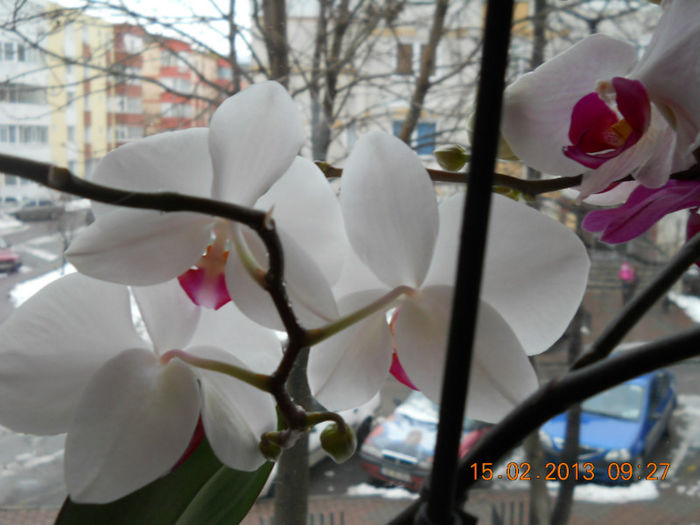 15.02.2013 055 - FEBRUARIE 2013