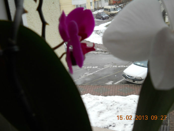 15.02.2013 056 - FEBRUARIE 2013