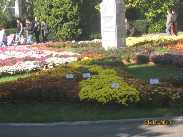 2010-2011 264 - 2010-expozitia de crizanteme