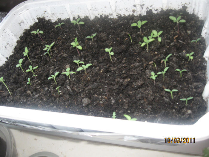 2010-2011 160 - Alte plante diverse