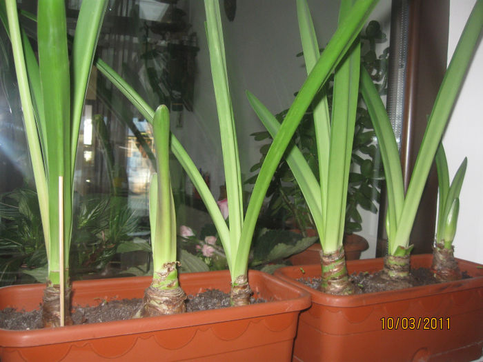 2010-2011 164 - Alte plante diverse