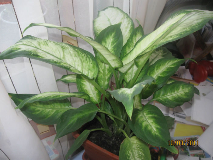 DIEFENBACHIA