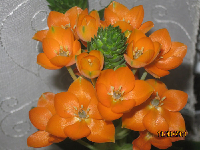 2010-2011 214 - Alte plante diverse