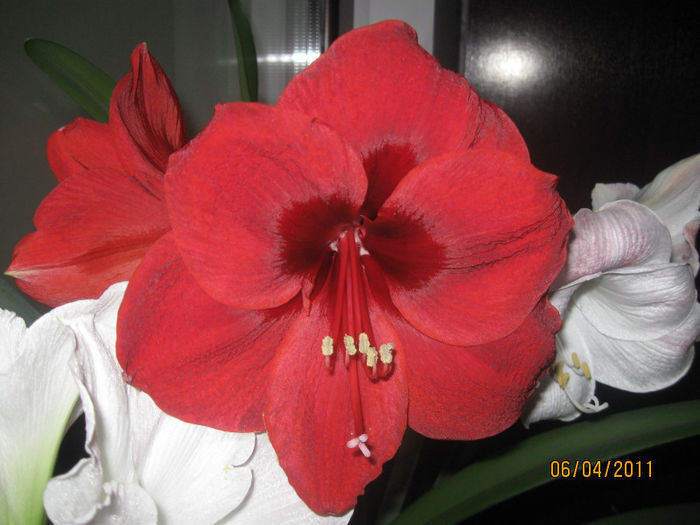 AMARILIS