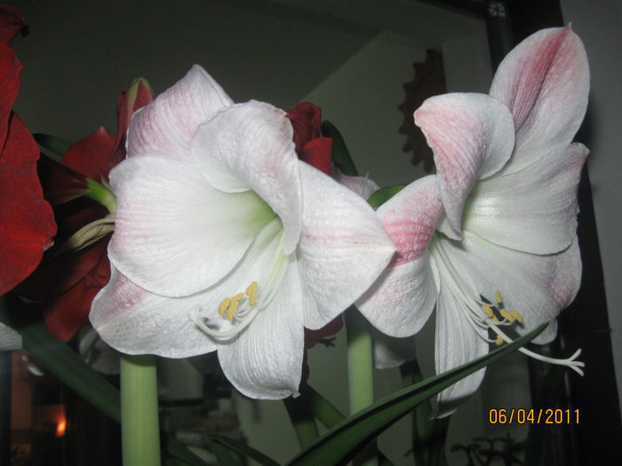 AMARILIS