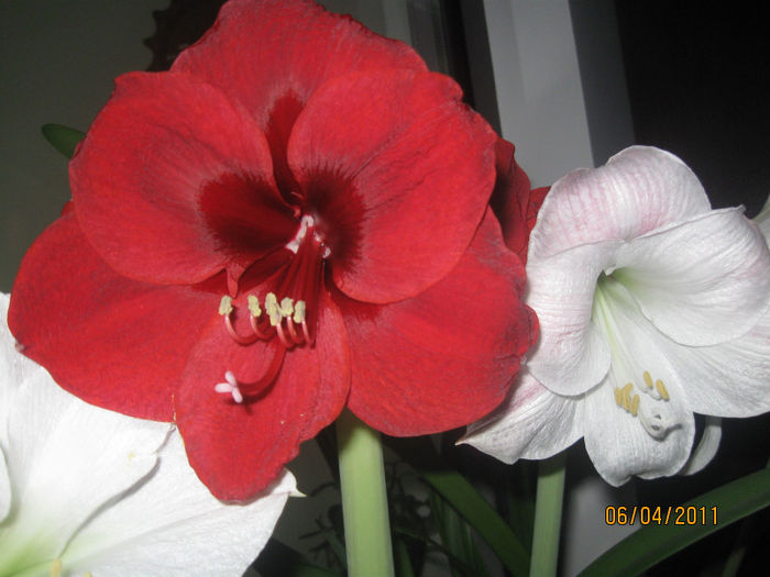 AMARILIS