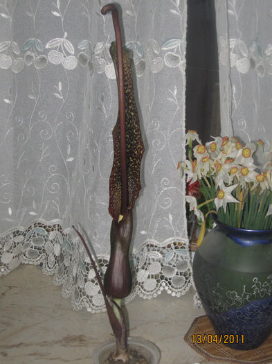 CRIN VOODOO - Alte plante diverse