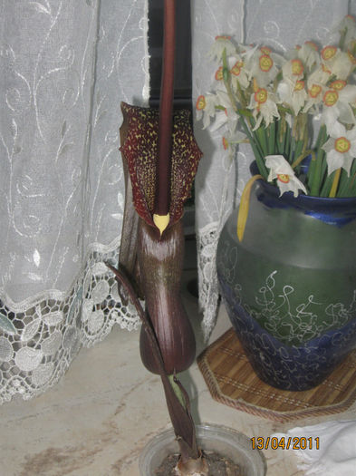 CRIN VOODOO - Alte plante diverse