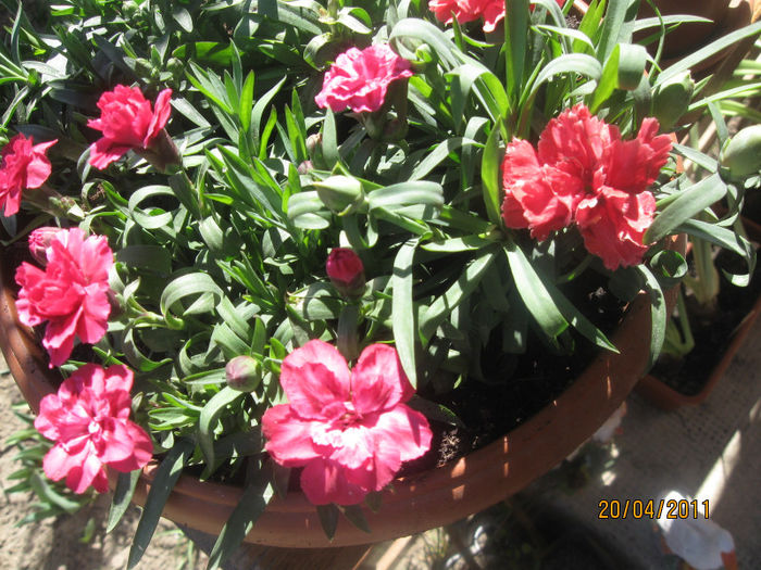 2010-2011 386 - Alte plante diverse