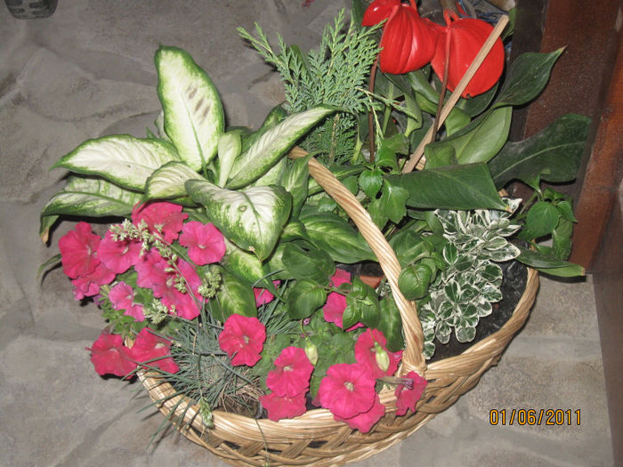 2010-2011 551 - Alte plante diverse