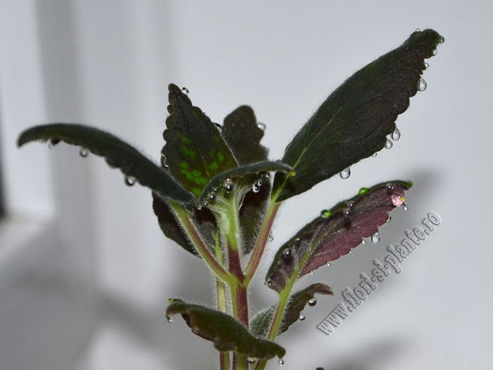Kohleria Jessica (ni)