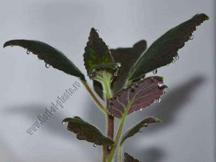 Kohleria Jessica (ni)