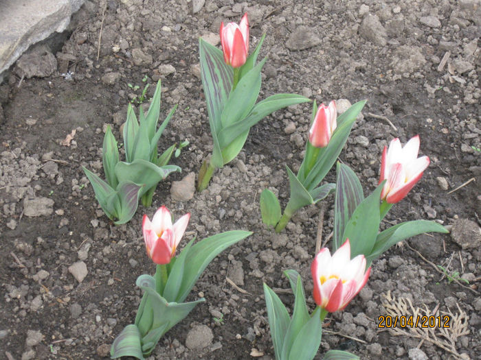 IMG_2082 - 1Gradina mea