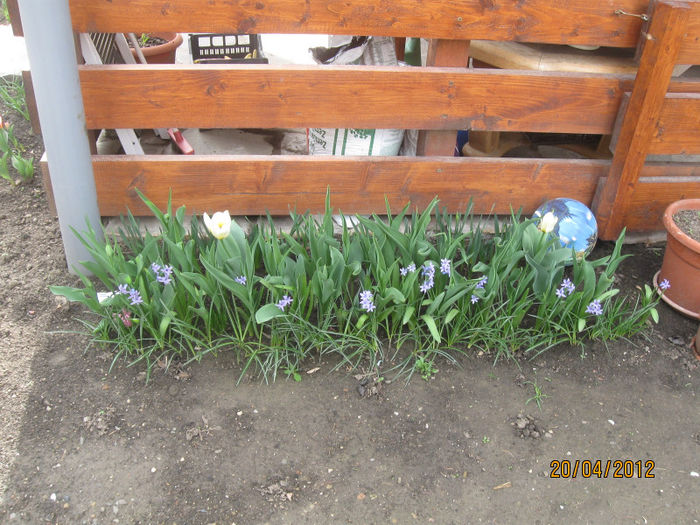 IMG_2090 - 1Gradina mea