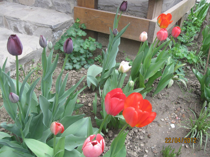 IMG_2094 - 1Gradina mea