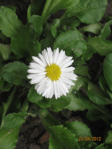 IMG_2100 - 1Gradina mea