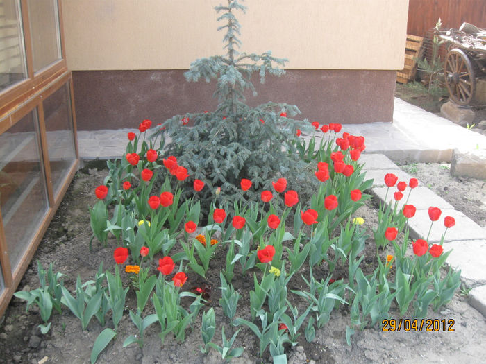 IMG_2156 - 1Gradina mea