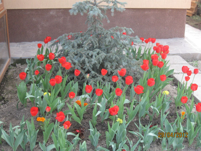 IMG_2157 - 1Gradina mea