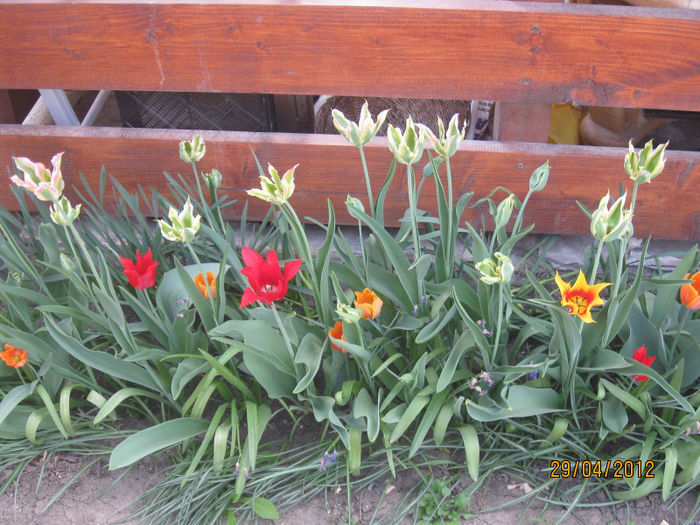 IMG_2166 - 1Gradina mea