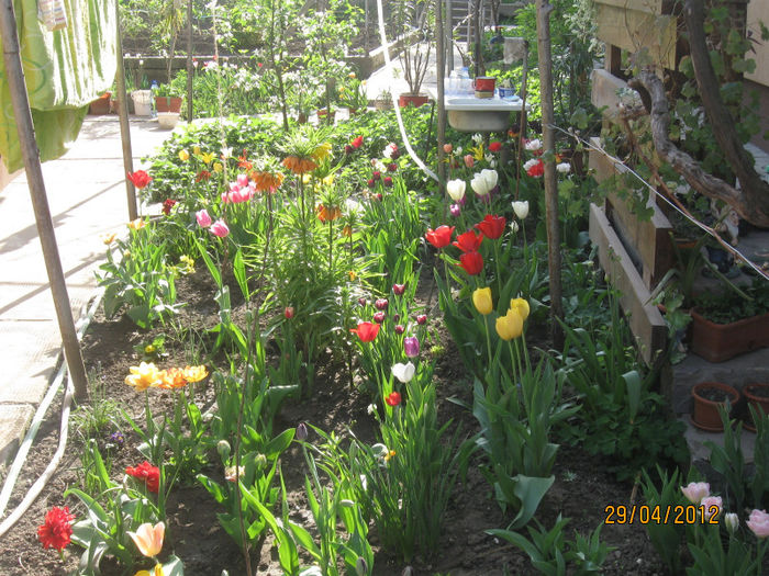IMG_2173 - 1Gradina mea