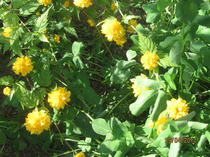 IMG_2204 - 1Gradina mea