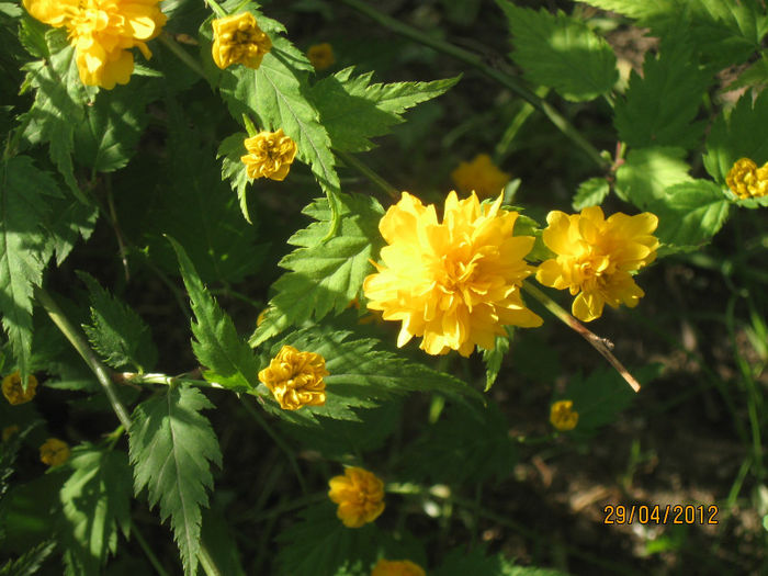 IMG_2206 - 1Gradina mea