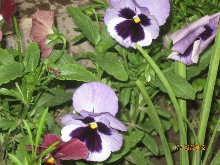 IMG_2271 - 1Gradina mea