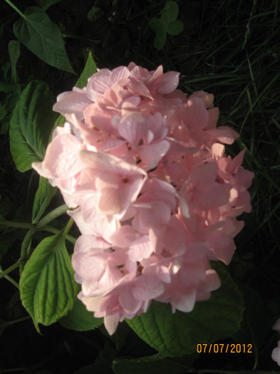 Hortensia